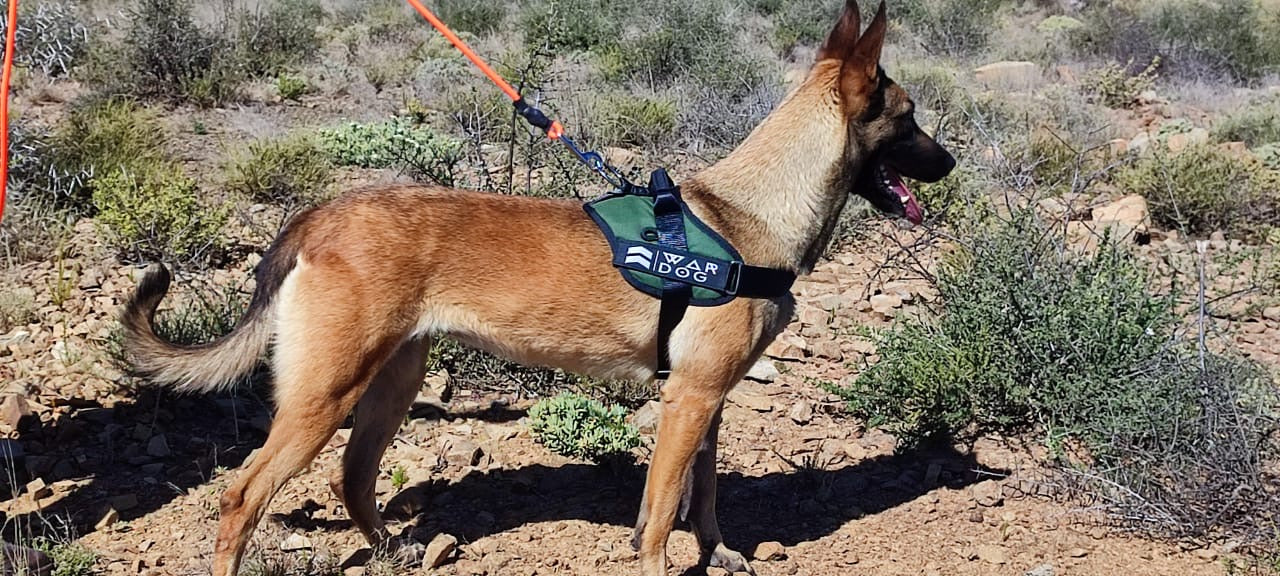 Harness